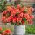  Rhododendrons and azaleas, orange seedling in 2-3l container, 15-30 cm