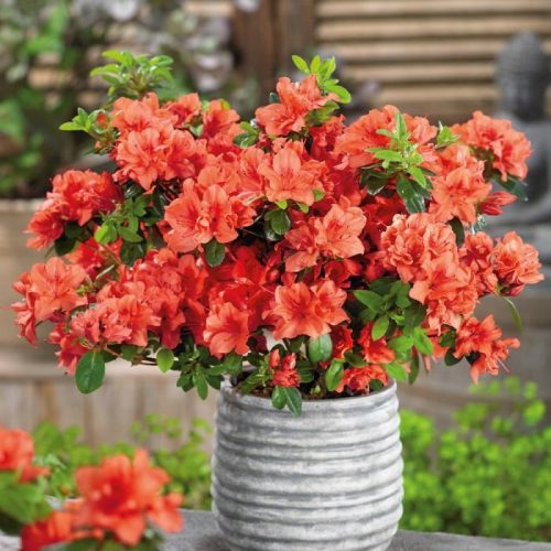  Rhododendrons and azaleas, orange seedling in 2-3l container, 15-30 cm