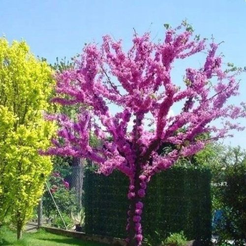  P11 CANADIAN JUDASES CERCIS CANADENSIS