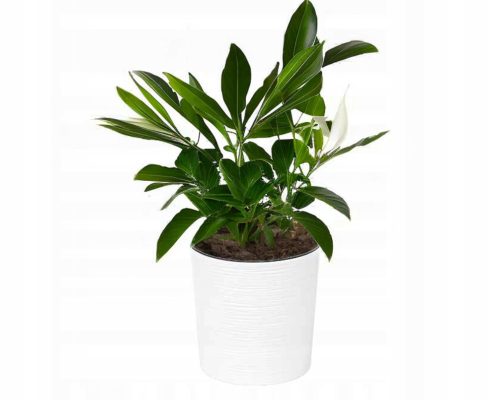  Lamela Malwa Chisel flowerpot, diameter 25 cm, white plastic