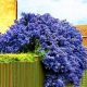  VICTORIA PRUSHER ~WINTERGREEN, BLUE PRUSHER – Height 40–50 cm