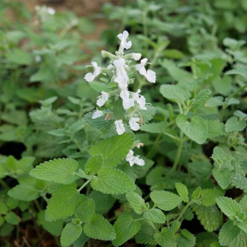  Catnip Faassena, white flowers, large seedling