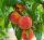  SUNCREST peaches and nectarines, bare root seedling 100-130 cm