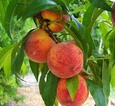  SUNCREST peaches and nectarines, bare root seedling 100-130 cm