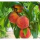  SUNCREST peaches and nectarines, bare root seedling 100-130 cm