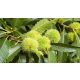  P9 EDITORIAL CHESTNUT CHESTNUT SATIVA 120-150 CM.