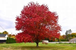  Yellow maple trees, seedlings in 1-2l containers, 80-120 cm