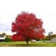  Yellow maple trees, seedlings in 1-2l containers, 80-120 cm