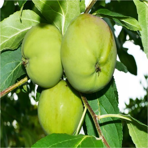  Costela apple trees, bare root seedling, 110-120 cm