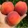  Peaches and nectarines INKA bare root seedling 130-150 cm