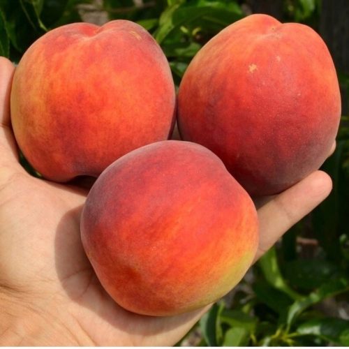  Peaches and nectarines INKA bare root seedling 130-150 cm