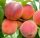  REDHAVEN peaches and nectarines, bare root seedling, 130-150 cm