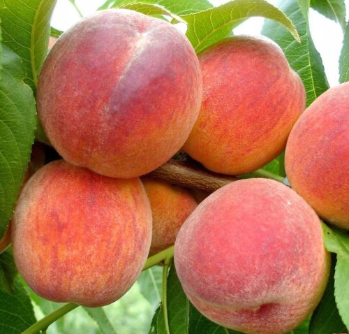  REDHAVEN peaches and nectarines, bare root seedling, 130-150 cm