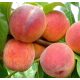  REDHAVEN peaches and nectarines, bare root seedling, 130-150 cm