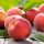  ROYALVEE peaches and nectarines, bare root seedling, 130-150 cm