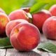  ROYALVEE peaches and nectarines, bare root seedling, 130-150 cm