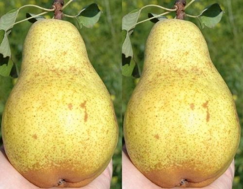  UKRAINIAN pear seedlings with bare root, 130-150 cm