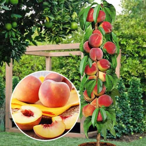  BIG HONEY peaches and nectarines, bare root seedling, 120-150 cm