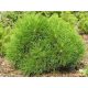  VARELLA mountain pine 20-30cm C5