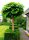  CATALPA CATALPA ON A STUMP Spherical, GRAPENED, 150 cm