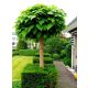  CATALPA CATALPA ON A STUMP Spherical, GRAPENED, 150 cm