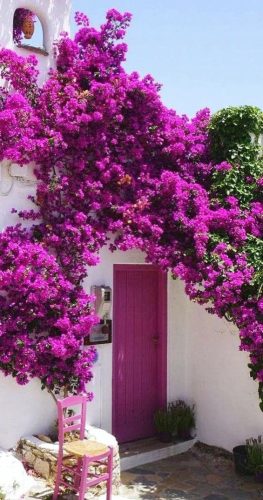  Lagerstroemia without Midday Violet sowing