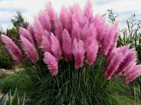  PINK PAMPASS GRASS SEEDS, frost resistant