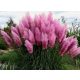  PINK PAMPASS GRASS SEEDS, frost resistant