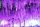 Wisteria, Chinese wisteria, purple sowing