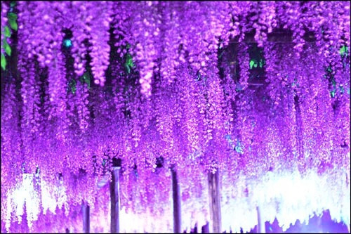 Wisteria, Chinese wisteria, purple sowing