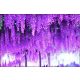 Wisteria, Chinese wisteria, purple sowing