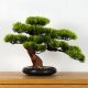 Artificial Flowers and Fruits Decorative Indoor Bonsai, Pine PN-7