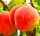  Peaches and nectarines Russian bare-root seedling 120-140 cm