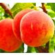  Peaches and nectarines Russian bare-root seedling 120-140 cm