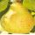  Ukrainian pear seedling with bare root, 50-80 cm