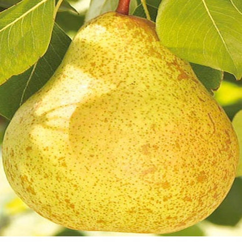  Ukrainian pear seedling with bare root, 50-80 cm