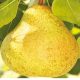  Ukrainian pear seedling with bare root, 50-80 cm