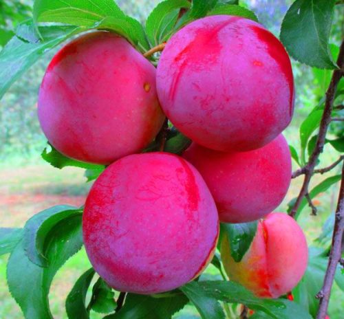  Russian plum seedling with bare root, 90-140 cm