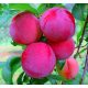  Russian plum seedling with bare root, 90-140 cm