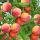  Large honey peaches and nectarines, bare root seedling, 130-150 cm