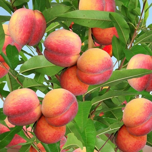  Large honey peaches and nectarines, bare root seedling, 130-150 cm