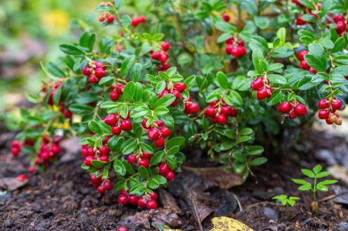  Blueberry and cranberry seedlings in a container up to 0.5 l 10-20 cm