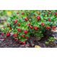  Blueberry and cranberry seedlings in a container up to 0.5 l 10-20 cm