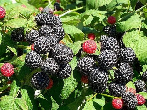  Golden Quinn raspberry and blackberry seedling in a 1-2 l container, 15-20 cm