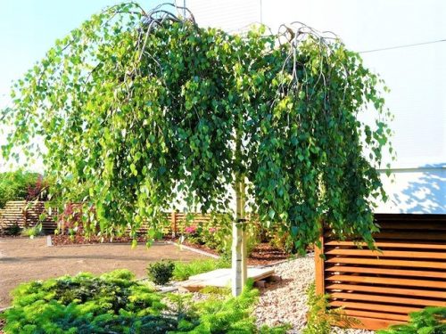  BIRCH, grafted onto the trunk of a weeping YOUNGII