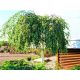  BIRCH, grafted onto the trunk of a weeping YOUNGII