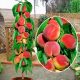  Peaches and nectarines REVITA bare root seedling 120-150 cm