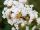  Lagerstroemia without South Natchez 20-40 cm C1.5