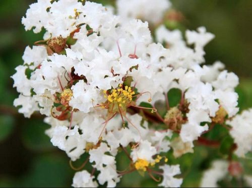  Lagerstroemia without South Natchez 20-40 cm C1.5