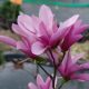  Magnolia and tulip trees, pink, seedling in 1-2l container, 30-50 cm